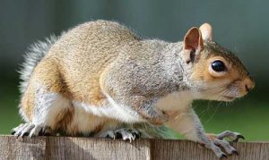 Squirrel away your acorns to save £60,000 before you’re 40